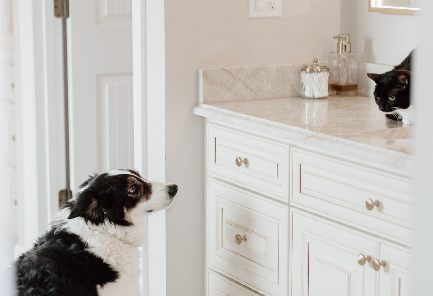 A cute dog and cat sitting on cabinetry installed by the Footprints Bath and Tile team in Richmond, VA.