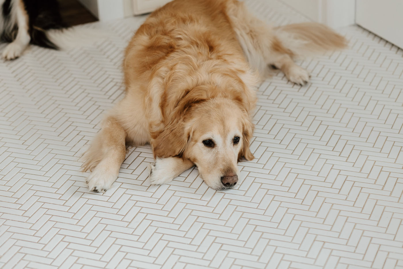 An image of a dog laying on tiled flooring - get affordable bathroom remodels with Footprints, your trusted bathroom tile installers in Columbus, OH